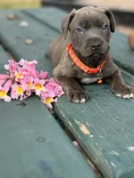 processed/e5e9eb81-e513-4bbb-b83a-218a0a57c108/listing/157e9d6c-643d-4497-9d9d-108c31c485a3/3c47234e-3f45-4875-9a33-453ecfa49aa2