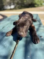 Duncan, a male American Bully and Dutch Shepherd for sale in Tampa, FL – Photo 3 of 9