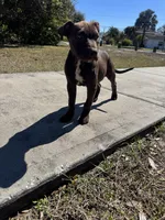 Duncan, a male American Bully and Dutch Shepherd for sale in Tampa, FL – Photo 6 of 9