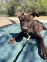 Duncan, a male American Bully and Dutch Shepherd for sale in Tampa, FL – Photo 2 of 9