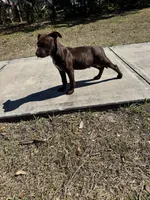 Duncan, a male American Bully and Dutch Shepherd for sale in Tampa, FL – Photo 5 of 9
