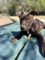 Duncan, a male American Bully and Dutch Shepherd for sale in Tampa, FL – Photo 1 of 9