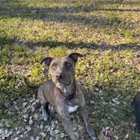 Rosalina, a female American Bully and Dutch Shepherd for sale in Tampa, FL – Photo 8 of 9