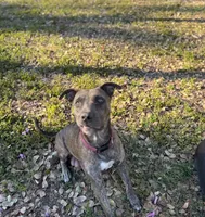 Rosalina, a female American Bully and Dutch Shepherd for sale in Tampa, FL – Photo 8 of 9