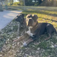 Rosalina, a female American Bully and Dutch Shepherd for sale in Tampa, FL – Photo 6 of 9
