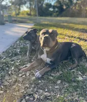 Rosalina, a female American Bully and Dutch Shepherd for sale in Tampa, FL – Photo 6 of 9