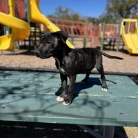 Rosalina, a female American Bully and Dutch Shepherd for sale in Tampa, FL – Photo 1 of 9