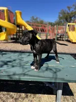 Rosalina, a female American Bully and Dutch Shepherd for sale in Tampa, FL – Photo 1 of 9