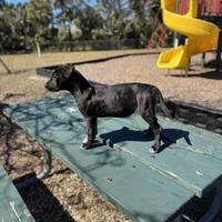 Rosalina, a female American Bully and Dutch Shepherd for sale in Tampa, FL – Photo 5 of 9