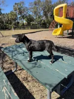 Rosalina, a female American Bully and Dutch Shepherd for sale in Tampa, FL – Photo 5 of 9