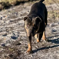 Rosalina, a female American Bully and Dutch Shepherd for sale in Tampa, FL – Photo 7 of 9