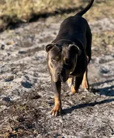 Rosalina, a female American Bully and Dutch Shepherd for sale in Tampa, FL – Photo 7 of 9