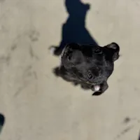 Rosalina, a female American Bully and Dutch Shepherd for sale in Tampa, FL – Photo 3 of 9