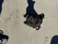 Rosalina, a female American Bully and Dutch Shepherd for sale in Tampa, FL – Photo 3 of 9