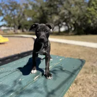 Rosalina, a female American Bully and Dutch Shepherd for sale in Tampa, FL – Photo 2 of 9