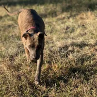 Rosalina, a female American Bully and Dutch Shepherd for sale in Tampa, FL – Photo 9 of 9