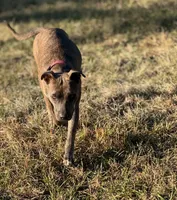 Rosalina, a female American Bully and Dutch Shepherd for sale in Tampa, FL – Photo 9 of 9