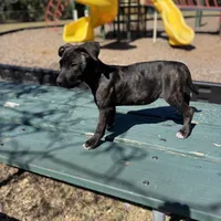 Rosalina, a female American Bully and Dutch Shepherd for sale in Tampa, FL – Photo 4 of 9