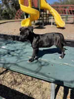 Rosalina, a female American Bully and Dutch Shepherd for sale in Tampa, FL – Photo 4 of 9