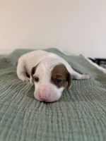 Denver, a male Miniature Dachshund for sale in Athens, AL – Photo 3 of 7