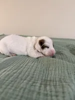 Denver, a male Miniature Dachshund for sale in Athens, AL – Photo 7 of 7