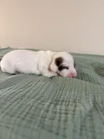 Denver, a male Miniature Dachshund for sale in Athens, AL – Photo 5 of 7