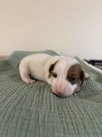 Denver, a male Miniature Dachshund for sale in Athens, AL – Photo 1 of 7