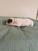 Denver, a male Miniature Dachshund for sale in Athens, AL – Photo 4 of 7