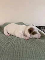 Denver, a male Miniature Dachshund for sale in Athens, AL – Photo 6 of 7