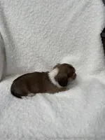 Sarge, a male Miniature Dachshund for sale in Athens, AL – Photo 3 of 3