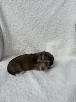 Sarge, a male Miniature Dachshund for sale in Athens, AL – Photo 1 of 3