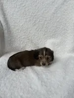 Sarge, a male Miniature Dachshund for sale in Athens, AL – Photo 2 of 3