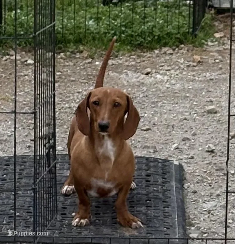 Kate, a female Dachshund for sale in Athens, AL – Photo 1 of 3