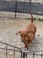 Kate, a female Dachshund for sale in Athens, AL – Photo 2 of 3