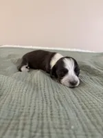 Sarah, a female Miniature Dachshund for sale in Athens, AL – Photo 6 of 7