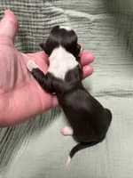 Sarah, a female Miniature Dachshund for sale in Athens, AL – Photo 5 of 7