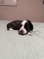 Sarah, a female Miniature Dachshund for sale in Athens, AL – Photo 7 of 7