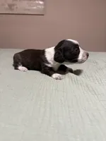 Sarah, a female Miniature Dachshund for sale in Athens, AL – Photo 1 of 7