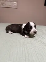 Sarah, a female Miniature Dachshund for sale in Athens, AL – Photo 2 of 7