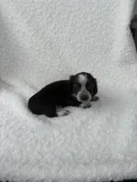 Sarah, a female Miniature Dachshund for sale in Athens, AL – Photo 4 of 5