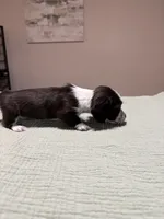 Sarah, a female Miniature Dachshund for sale in Athens, AL – Photo 5 of 5