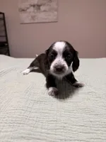 Sarah, a female Miniature Dachshund for sale in Athens, AL – Photo 2 of 5