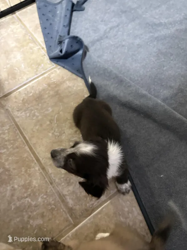 Sarah – Miniature Dachshund puppy for sale in Athens, AL