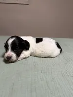 Seiler, a male Miniature Dachshund for sale in Athens, AL – Photo 6 of 6