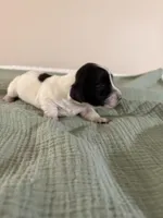 Seiler, a male Miniature Dachshund for sale in Athens, AL – Photo 3 of 6