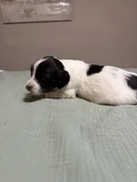 Seiler, a male Miniature Dachshund for sale in Athens, AL – Photo 2 of 6