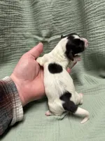 Seiler, a male Miniature Dachshund for sale in Athens, AL – Photo 5 of 6