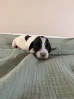 Seiler, a male Miniature Dachshund for sale in Athens, AL – Photo 4 of 6