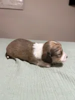 Sonny, a male Miniature Dachshund for sale in Athens, AL – Photo 1 of 7