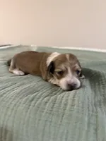 Sonny, a male Miniature Dachshund for sale in Athens, AL – Photo 3 of 7